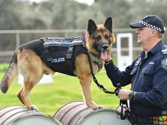 عکس نژادهای سگ پلیس و خدمات شگفت‌انگیز آن‌ها