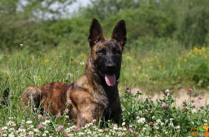 عکس نژادهای سگ پلیس و خدمات شگفت‌انگیز آن‌ها
