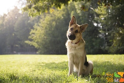 عکس سگ چوپان و توانایی های او در گله‌داری