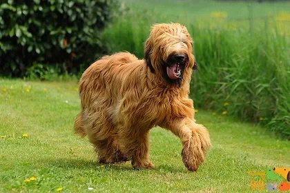 عکس سگ چوپان و توانایی های او در گله‌داری