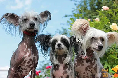 عکس نژادهای سگ عروسکی، کوچولوهایی که عاشقشان می‌شوید!