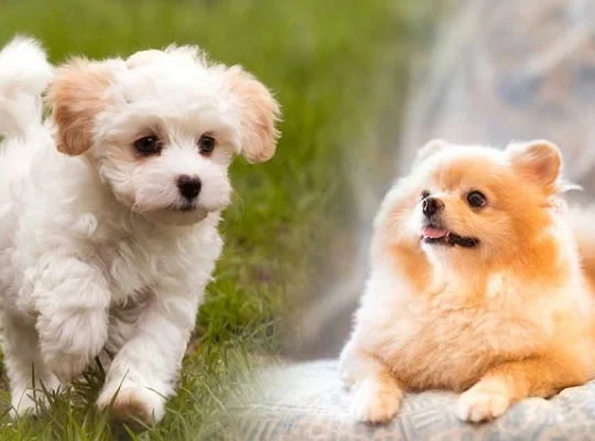 نژادهای سگ عروسکی، کوچولوهایی که عاشقشان می‌شوید!