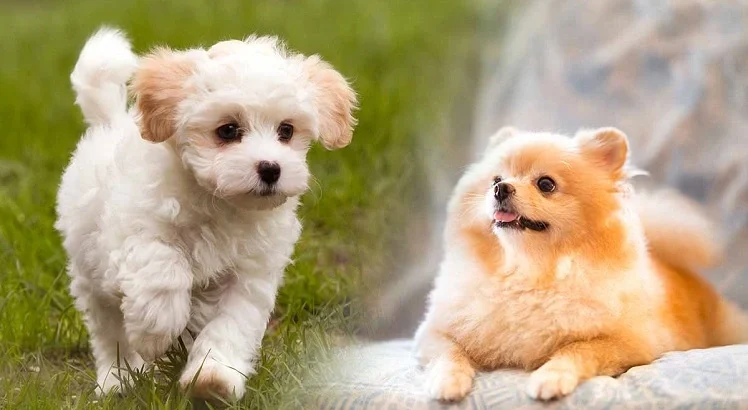 نژادهای سگ عروسکی، کوچولوهایی که عاشقشان می‌شوید!