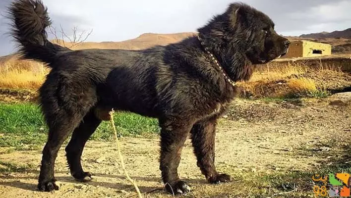 عکس آیا نژادهای اصیل سگ ایرانی را می شناسید؟