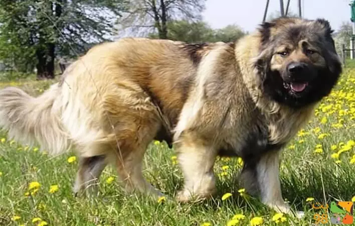 عکس آیا نژادهای اصیل سگ ایرانی را می شناسید؟