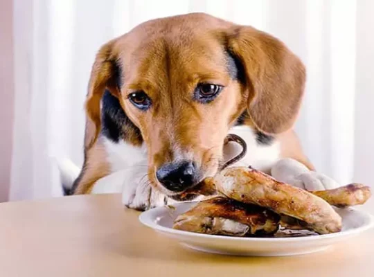 20 غذایی که سگ ها اصلا نباید بخورند![+لیست غذاهای ممنوعه سگ ها]