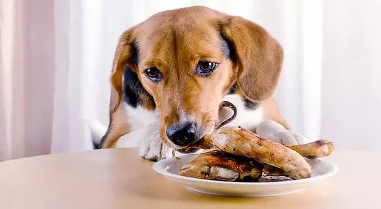 20 غذایی که سگ ها اصلا نباید بخورند![+لیست غذاهای ممنوعه سگ ها]