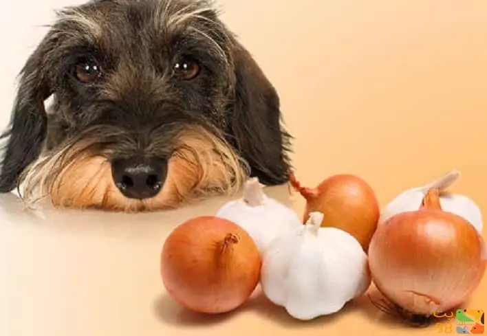 عکس 20 غذایی که سگ ها اصلا نباید بخورند![+لیست غذاهای ممنوعه سگ ها]