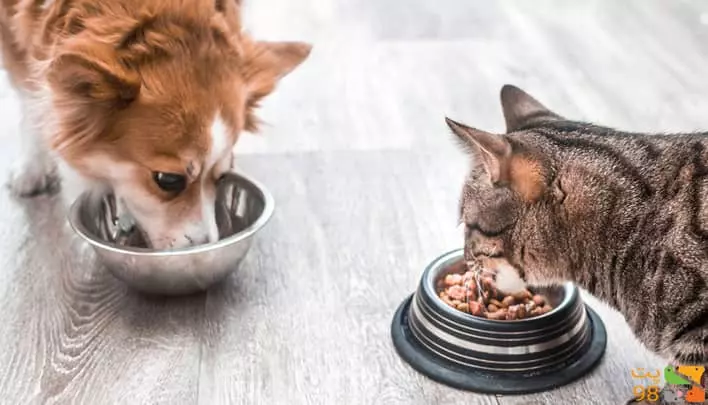 عکس 20 غذایی که سگ ها اصلا نباید بخورند![+لیست غذاهای ممنوعه سگ ها]