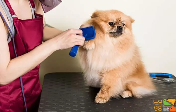 عکس معرفی انواع لوازم آرایشی و بهداشتی سگ