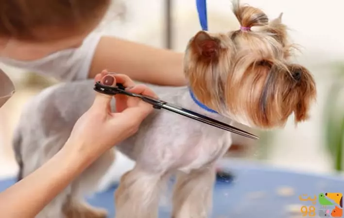 عکس معرفی انواع لوازم آرایشی و بهداشتی سگ