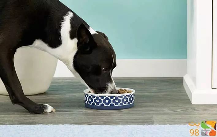 عکس بهترین ظرف غذا و آب سگ چه ویژگی هایی دارد؟