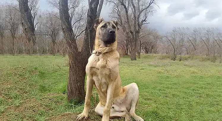 آیا نژادهای اصیل سگ ایرانی را می شناسید؟