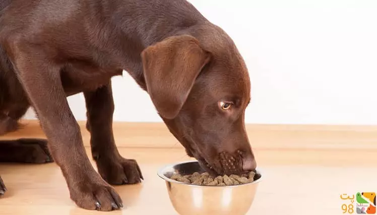 عکس بهترین غذای خشک برای سگ چیست؟