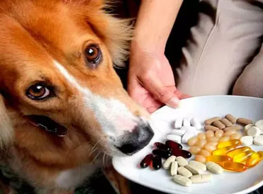 معرفی انواع مکمل غذایی سگ