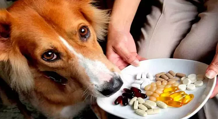 معرفی انواع مکمل غذایی سگ