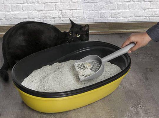 راهنمای خرید خاک گربه و ظرف نگهداری