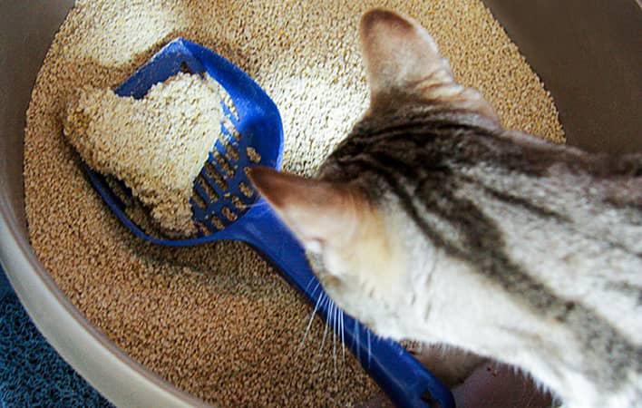عکس راهنمای خرید خاک گربه و ظرف نگهداری