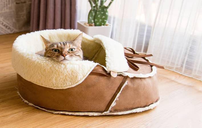 عکس راهنمای خرید جای خواب گربه