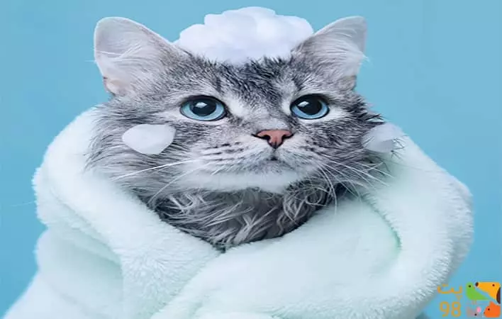 عکس راهنمای خرید محصولات آرایشی و بهداشتی گربه