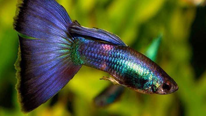 عکس ماهی رنگین کمانی گوپی